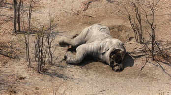 Tömeges elefántmészárlás nyomaira bukkantak Afrikában