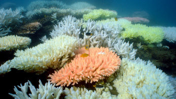 Nincs menedék, még a teljes sötétségben élő korallzátonyok is kifehérednek
