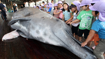 Japán újra legalizálná a bálnavadászatot