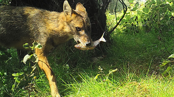 Ötvenezer rókát és tízezer sakált irtanának ki a románok a sertéspestis miatt