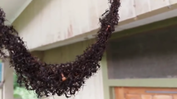Minek építenek magukból hidakat a hangyák?