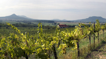 Veszélyben a szőlőtermelés a Balaton-felvidéken