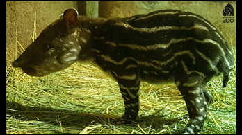 Hatnaposan elpusztult az állatkerti tapírborjú