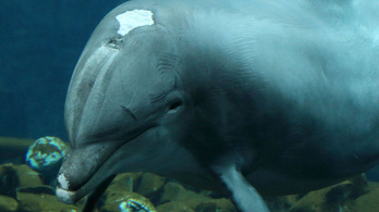 Elpusztult a világ egyik legöregebb palackorrú delfinje