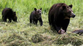 Halálos grizzlytámadás történt az amerikai Wyoming államban