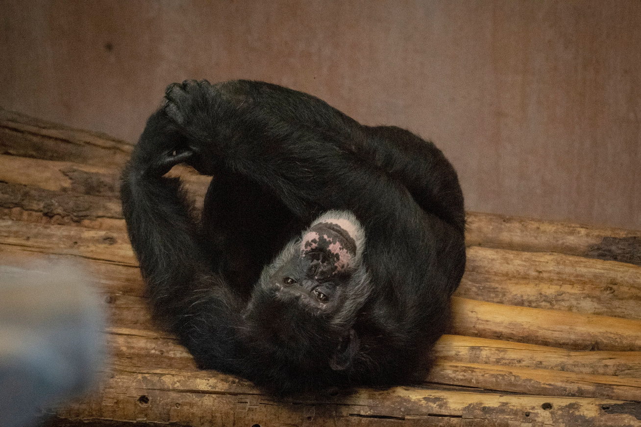 csimpanz-1