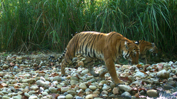 Nepálban kis híján megduplázódott a vadon élő tigrisek száma