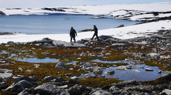A klímaváltozás tönkreteszi az antarktiszi mohát