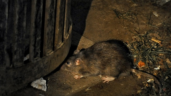 Először fertőzött meg embert patkányok közt terjedő hepatitis