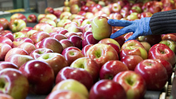 Ha minden almafajtát megkóstolnánk, az több mint negyven évig tartana