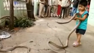 Két kígyóval játszadozik ez a hároméves kisfiú