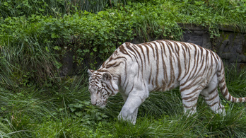 Megölte gondozóját egy fehér tigris Japánban