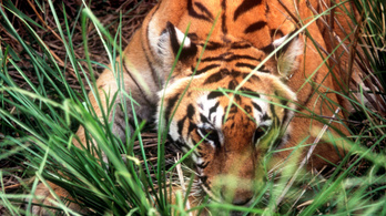 Hogy lehet parfümmel tigrisre vadászni?