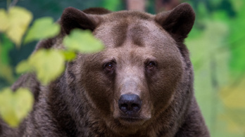 Medve támadt egy szlovák vadászra