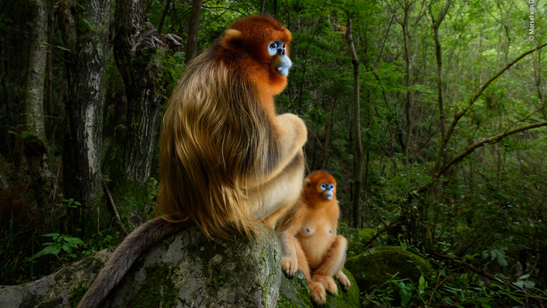 Távolba révedő piszeorrú majmok az év természetfotóján
