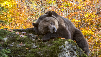 Agyonverte a rájuk támadó medvét egy román házaspár