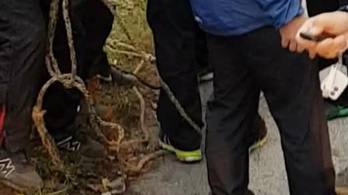 Borsodi állatkínzás: a rendőrség szerint nem kötötték az autó után a kutyát, a szemtanú szerint igen