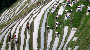 Megoldás éhínségre, édesvízhiányra? Már arattak is a sós vizet tűrő rizsből