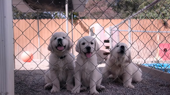 Okos, ügyes, jó kutyákról készített dokumentumfilmet a Netflix