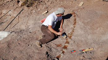 Új dinoszauruszfajt fedeztek föl Argentínában