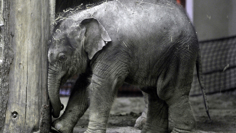 Tortával ünneplik a budapesti állatkertben az egyéves kiselefántot