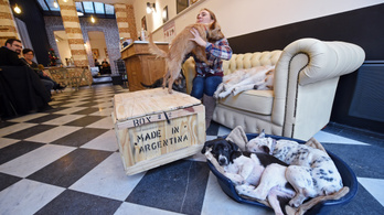 Here are the best dog-friendly businesses of Hungary!