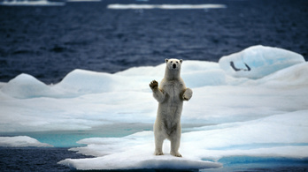 Háromezer jegesmedve él a Csukcs-tengeren