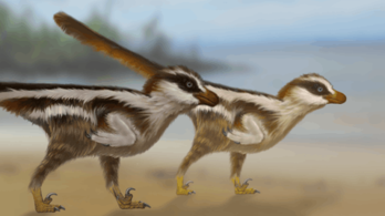 Megtalálták a világ legkisebb dinoszaurusz-lábnyomait