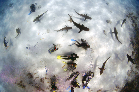 Valóra vált filmek: 4 év után tényleg cápák hullottak az égből
