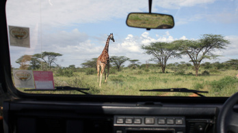 Programot indít a zsiráfok megmentésére Kenya