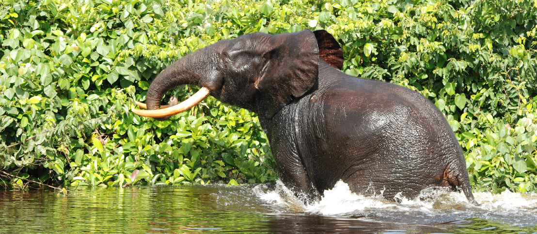elephant out of waters