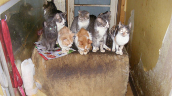Vádemelés: húgyszagú lakásban zsúfolták össze a fülatkás macskákat