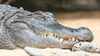 Az aligátorok kannibalizmussal küzdenek a túlnépesedés ellen