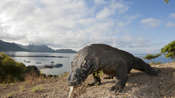 500 dolláros belépőt kérne Indonézia a komodói sárkányok megtekintéséért