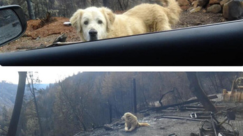 A kaliforniai tűzvész után egy hónapig őrködött egy kutya a ház romjai körül