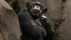 Zsugorodik az agyunk, bezzeg a csimpánzoké nem