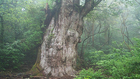 Mindent túlélnek - a világ 10 legidősebb fája