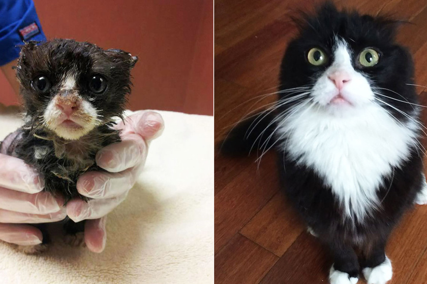 Így változnak meg a cicák örökbefogadás előtt és után – Megható képeken az átalakulásuk