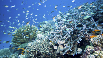Jó hírek a Nagy-korallzátonyról