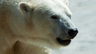 Alaszka töröltetné a jegesmedvét a veszélyeztetett fajok listájáról