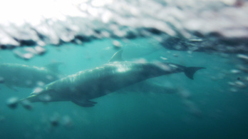 Munkabeosztást készítettek a szlovén delfinek
