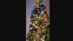 Napi visítófrász: megtalálja a karácsonyfákon rejtőzködő macskákat?
