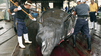 Január egytől retteghetnek a bálnák Japántól