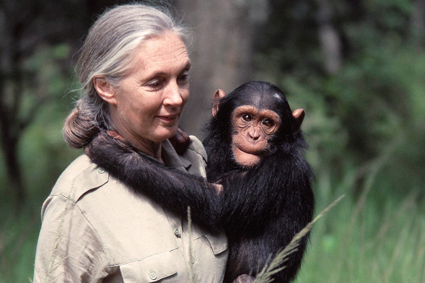 Feladta az életét az állatokért, és még most is a világot akarja megmenteni: Jane Goodall példaértékű története