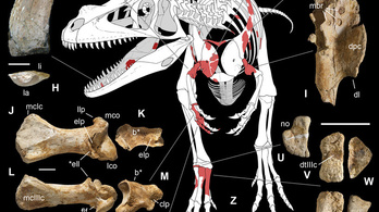 Hatalmas ragadozó dinoszauruszt találtak az olasz Alpokban