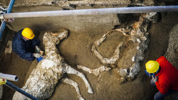 Egy komplett ló került elő Pompeji hamvai alól
