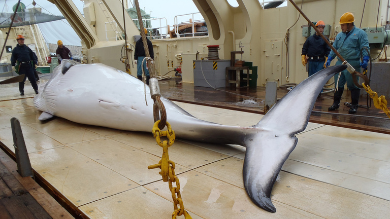 Miért ölik a bálnákat a japánok?