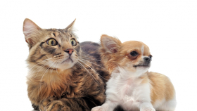Kutya, macska, egyebek: a terhességi toxémia