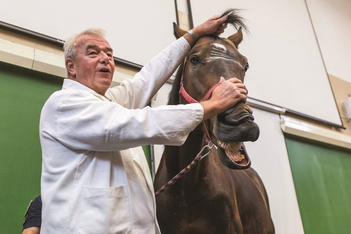 Ez a kép akkor készült, amikor Rubin és Vezúv, a két rendőrló az Állatorvosi Egyetemen vendégszerepelt állatorvosi lóként. A rektor elsőéves egyetemistáknak mutatta be a lovak anatómiáját egy vidám előadáson. Ezen a képen azt mutatta be az egyik ló, hogy kell sztármosollyal nyeríteni, miközben fru-frun ragadják. 
                        