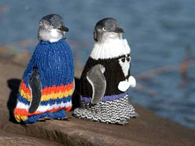 Pingvinpulóverekkel mentik az új-zélandi pingvineket